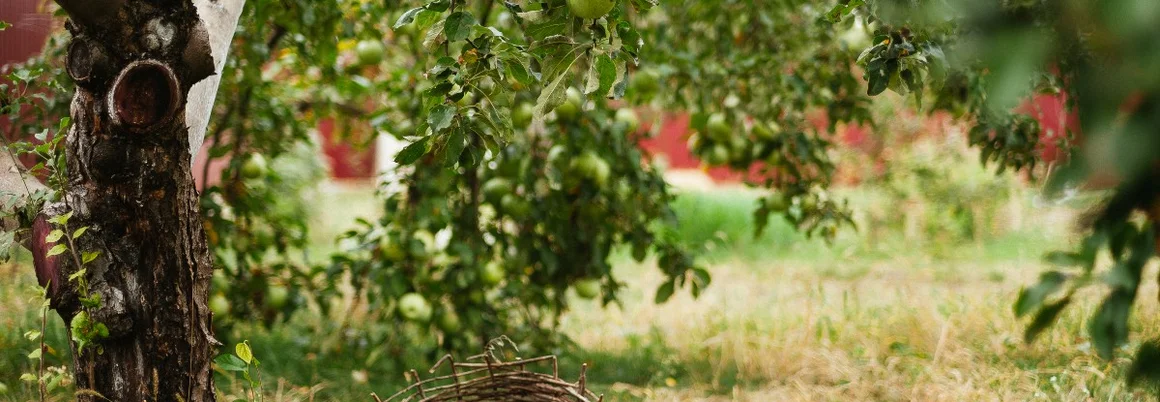 Apfelbaum mit Korb im Garten